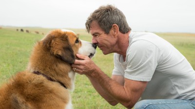 Mục Đích Sống Của Một Chú Chó A Dog's Purpose