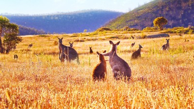 Thung Lũng Kangaroo Kangaroo Valley